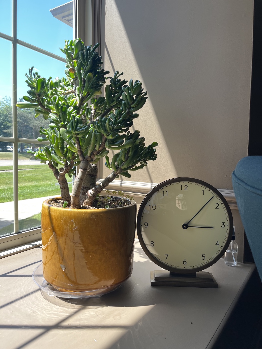 Potted jade plant and a small clock in warm afternoon light